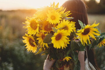 Beautiful sunflowers in woman hands in warm sunset light  in summer meadow. Tranquil atmospheric...