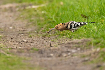 An eurasian hoopoe looking for food at a sunny day in spring.