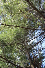 trees in the forest