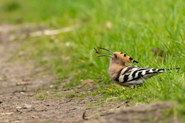 An eurasian hoopoe looking for food at a sunny day in spring.