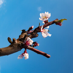apricot blossom
