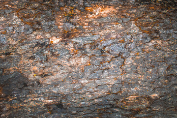 old wood tree bark texture