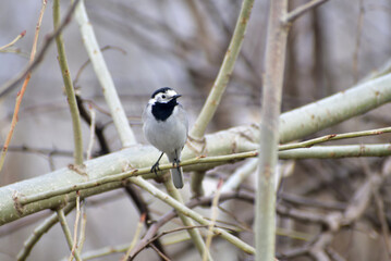 A gray wagtail sits high above the ground on a branch.