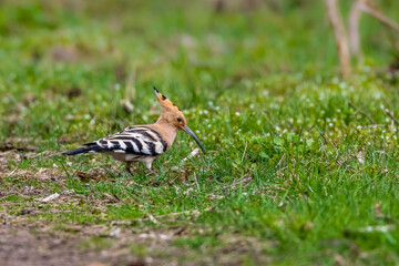 An eurasian hoopoe looking for food at a sunny day in spring.