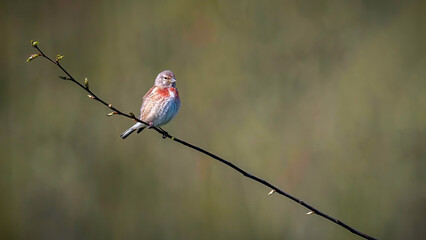 Linnet sitting on a branch an enjoys in the sun
