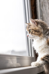 beautiful long-haired cat with a white chest, big green eyes and a pink nose. looks out the window with interest. close-up