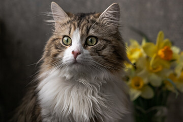 Naklejka na ściany i meble beautiful long-haired cat with a white chest, big green eyes and a pink nose. sits on a background of flowers and looks away. close-up