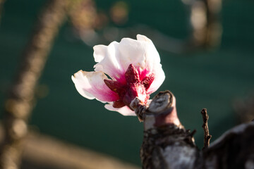 apricot blossom