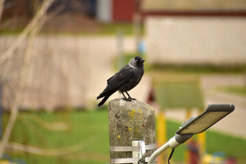 A jackdaw bird sits high above the ground on a pole.