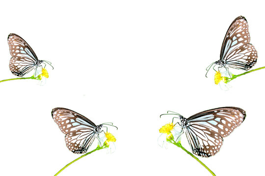 butterfly on colored background with clipping path