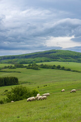 Fototapeta na wymiar Spring landscape with white sheep in White Carpathians, Czech Republic