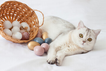 A Scottish cat with an Easter basket.