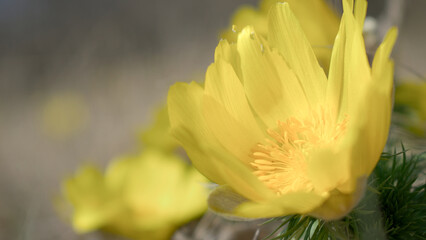 Fototapeta premium Buttercup