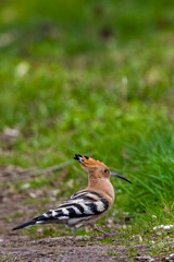 An eurasian hoopoe looking for food at a sunny day in spring.
