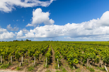 Fototapeta na wymiar Typical vineyards near Saint-Estephe, Bordeaux, Aquitaine, France