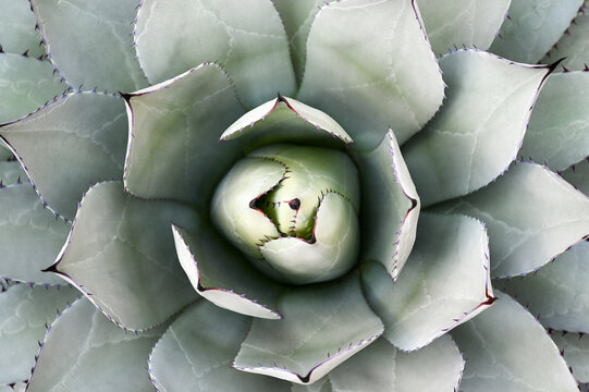 agave