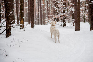 Dog standing in snow, winter forest background, pine trees.