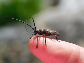 Escarabajo Monochamus 