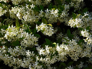 Southern or star jasmine,or Trachelospermum or Rhynchospermum jasminoides, vine, in full bloom, in the spring