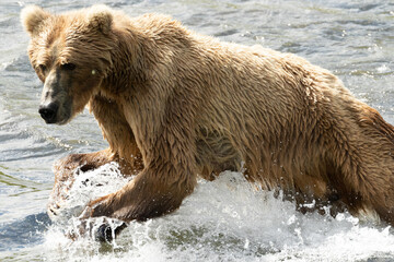 Kodiak Bear