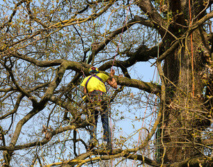 acrobatic gardener while pruning the branches of trees