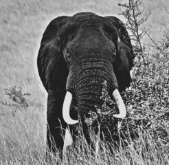 African Elephant, taken in Ugandan Savannah Parks