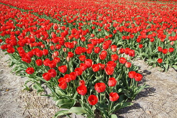 Close up red tulips in a Dutch tulip field near the village of Bergen in spring. April,...
