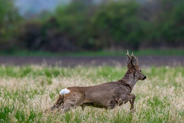 A young running away at a sunny day in spring.