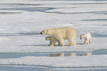 Wild polar bear (Ursus maritimus) mother and cub on the pack ice