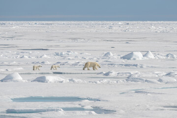 Wild polar bear (Ursus maritimus) mother and cub on the pack ice