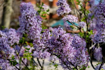 Pavots blancs et jaunes.