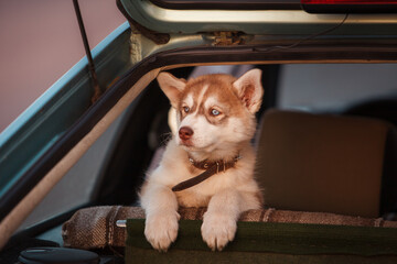 Puppy of husky dog