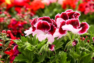 Pelargonium Hybridum flowers in the garden