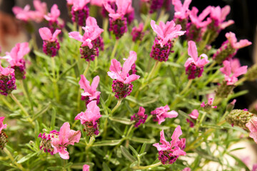 Lavandula Stoechas plant in the garden