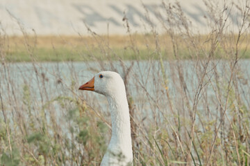 White goose near lake. Duck goose in nature to last hour. A flock of white geese enjoying their buddy time together