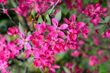 Branch with many vivid decorative red crab apple flowers and blooms in a tree in full bloom in a garden in a sunny spring day, beautiful outdoor floral background photographed with soft focus..