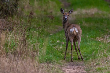A young roe standing on a way of a forest at a sunnyy day in spring.