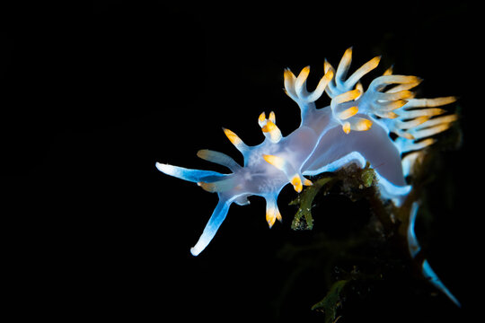 White Flabellina nudibranch with yellow tips