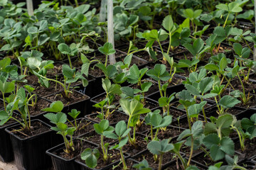 strawberry seedlings in spring for the garden
