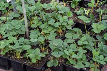 strawberry seedlings in spring for the garden
