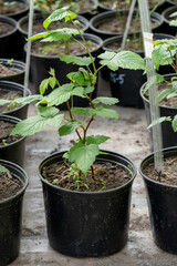 blackberry seedlings in spring for the garden