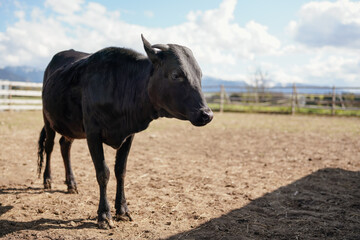 Black cow standing on dry field, fence in background, closeup detail