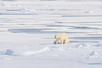 Obraz na płótnie Canvas Polar bear (Ursus maritimus) on the pack ice north of Spitsbergen Island, Svalbard, Norway, Scandinavia, Europe