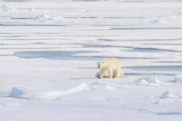 Deurstickers Polar bear (Ursus maritimus) on the pack  ice north of Spitsbergen Island, Svalbard, Norway, Scandinavia, Europe © Alexey Seafarer