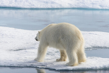 Polar bear (Ursus maritimus) on the pack  ice north of Spitsbergen Island, Svalbard, Norway,...