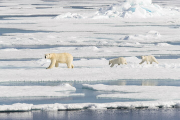 Polar bear mother (Ursus maritimus) and twin cubs on the pack ice, north of Svalbard Arctic Norway