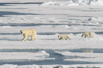 Polar bear mother (Ursus maritimus) and twin cubs on the pack ice, north of Svalbard Arctic Norway - obrazy, fototapety, plakaty