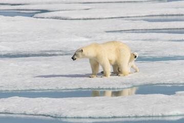 Polar bear mother (Ursus maritimus) and twin cubs on the pack ice, north of Svalbard Arctic Norway