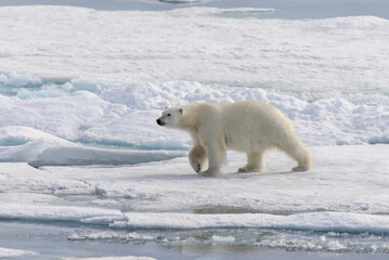 Fototapeta na wymiar Polar bear (Ursus maritimus) on the pack ice north of Spitsbergen Island, Svalbard, Norway, Scandinavia, Europe