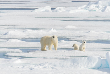 Obraz na płótnie Canvas Polar bear mother (Ursus maritimus) and twin cubs on the pack ice, north of Svalbard Arctic Norway